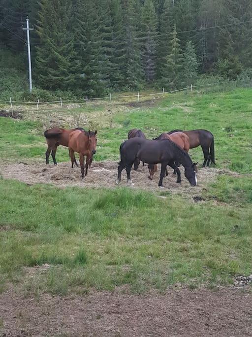 River Run Ranch - Telemark Drangedal Buitenkant foto