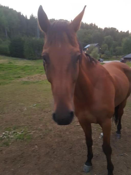 River Run Ranch - Telemark Drangedal Buitenkant foto