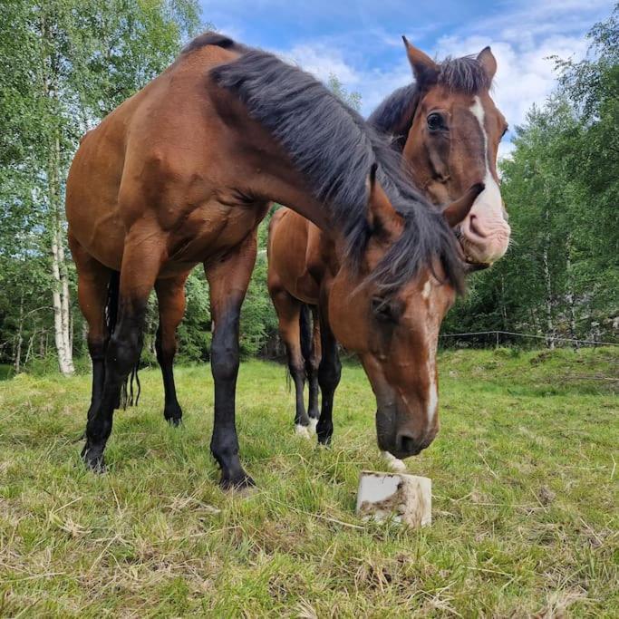 River Run Ranch - Telemark Drangedal Buitenkant foto